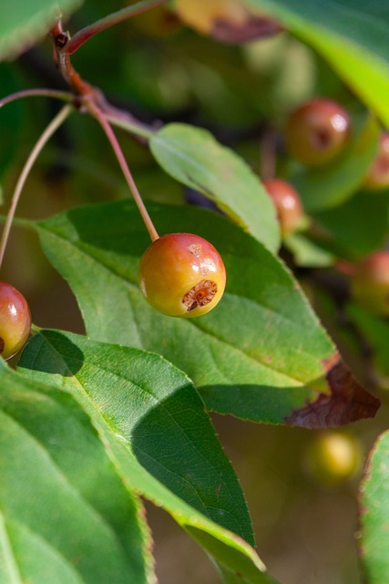 韓國國家足 韓國國家足